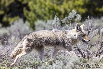 Coyote Grand Teton NP May 2025